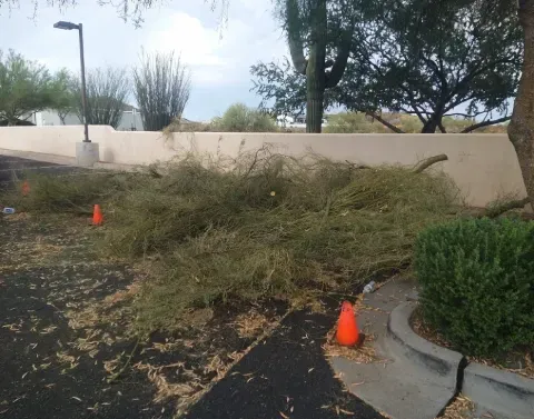 tree pruning service black canyon city az