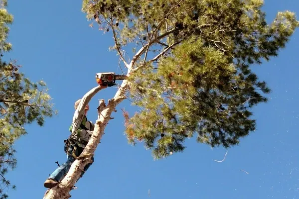 tree removal black canyon city az
