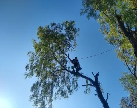 tree removal for landscape project black canyon city az