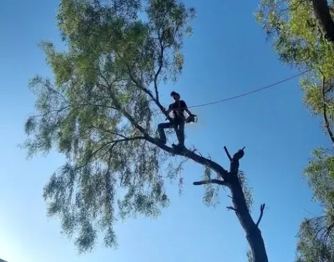 tree removal process in black canyon city az