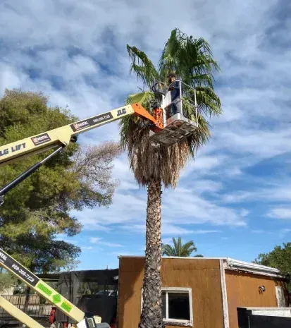Tree removal service in Black Canyon City, AZ