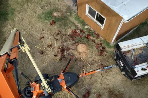 Tree services in Black Canyon City, AZ