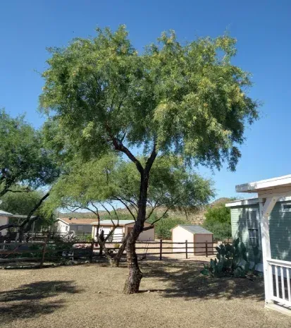 Tree trimming in Black Canyon City, AZ