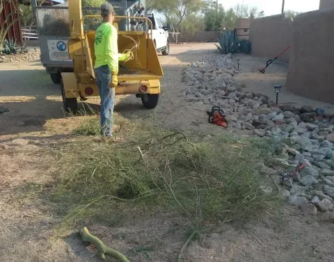 tree trimming overgrown branches black canyon city az