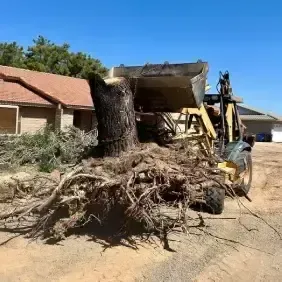 tree-trimming-pruning-removal-black-canyon-city-az