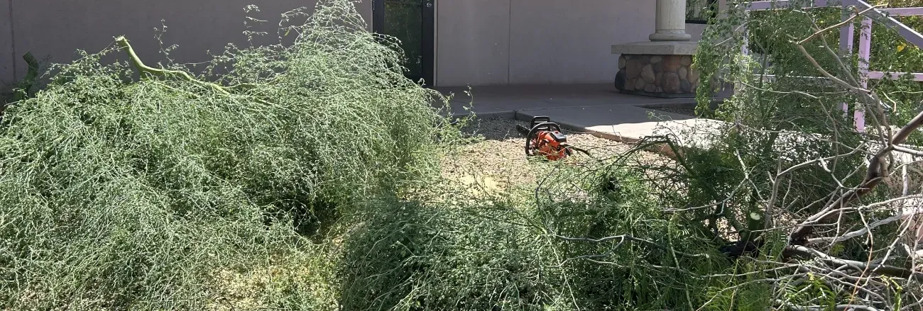 tree trimming service black canyon city az