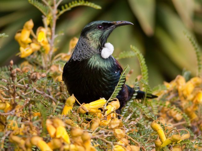 A black and white bird is perched on a bush with yellow flowers.