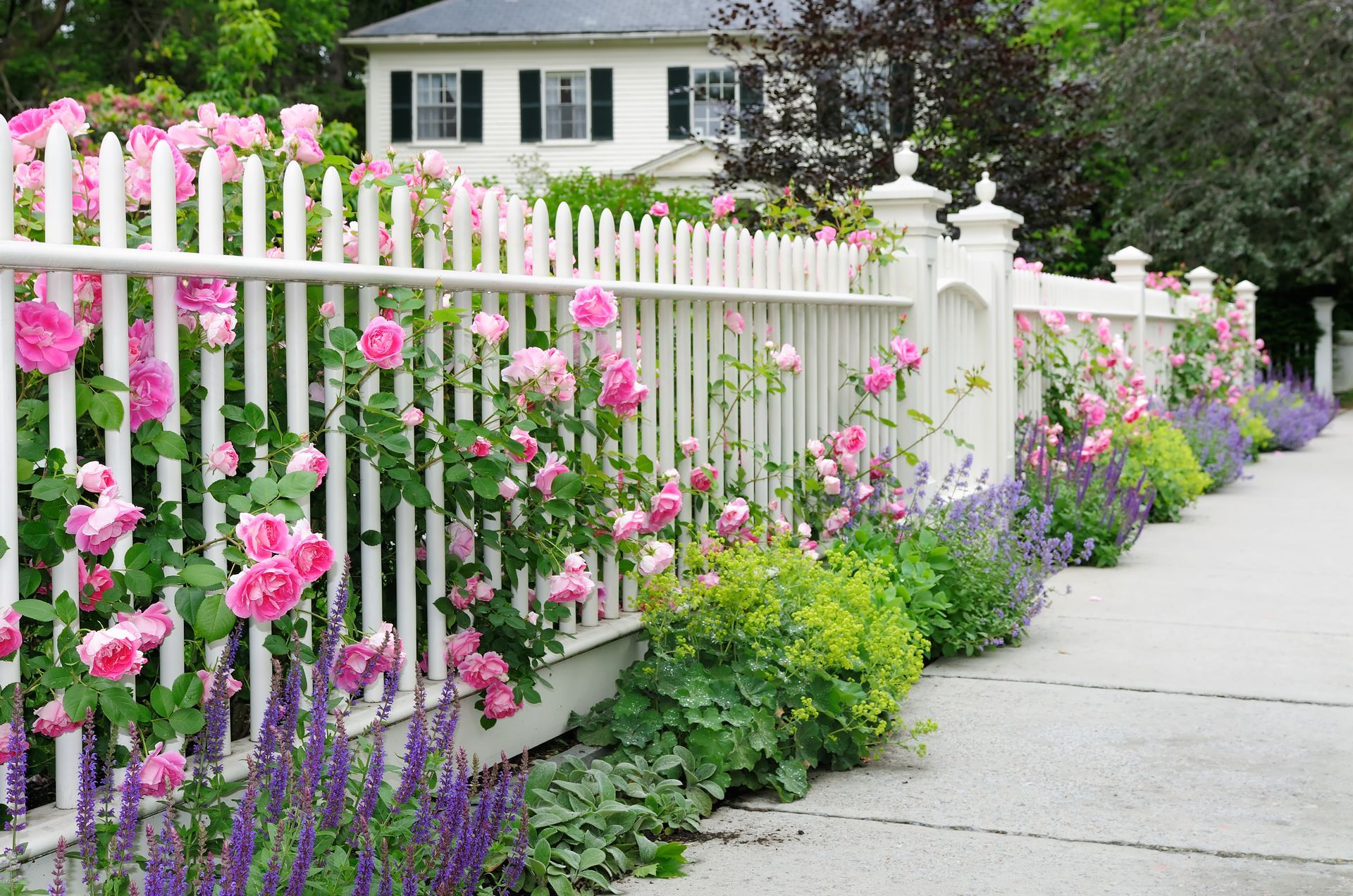 A white picket fence lines a sidewalk, adorned with pink climbing roses and purple salvia, with a house in the background.