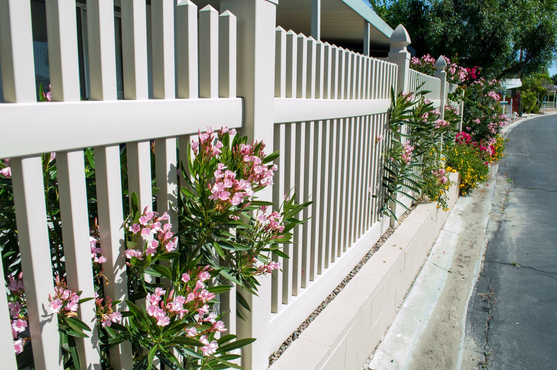 A beige vinyl picket fence lines a road, accented by vibrant pink oleander flowers blooming along the exterior.