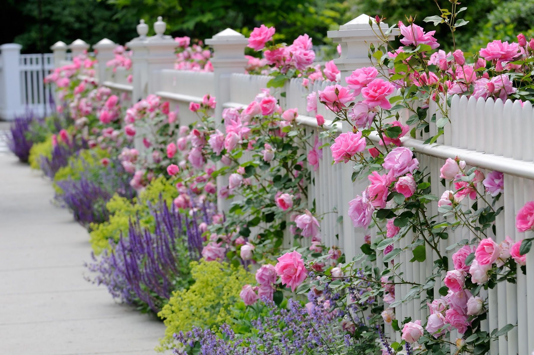 A white picket fence adorned with climbing pink roses, accompanied by purple and yellow flowers along a sidewalk.