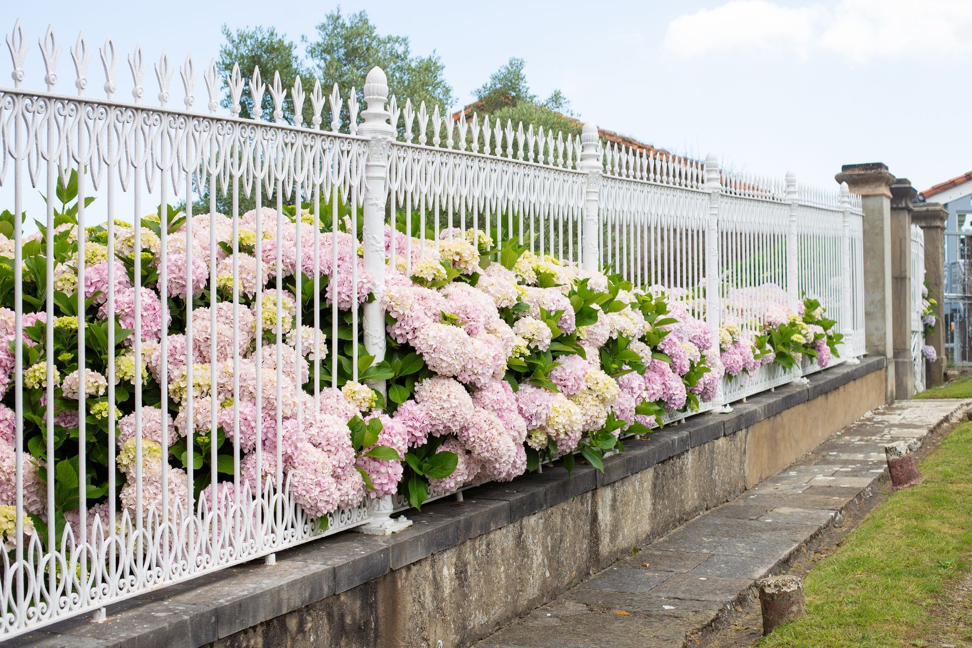 A white ornamental metal fence stands atop a stone wall, fronted by a lush hedge of pale pink and cream-colored hydrangeas.