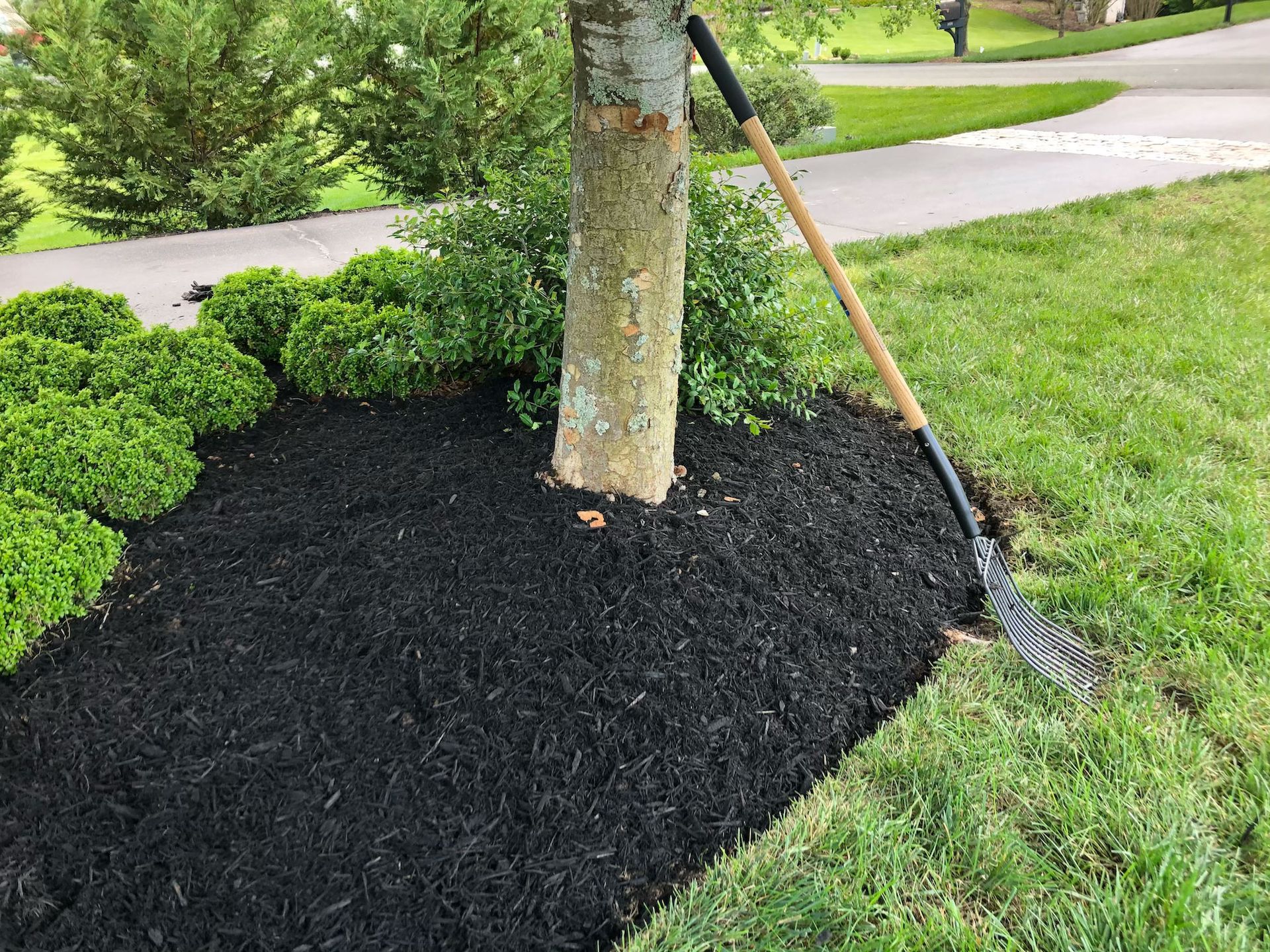 A tree ringed with black mulch, with a shovel leaning against the trunk near a landscaped lawn.
