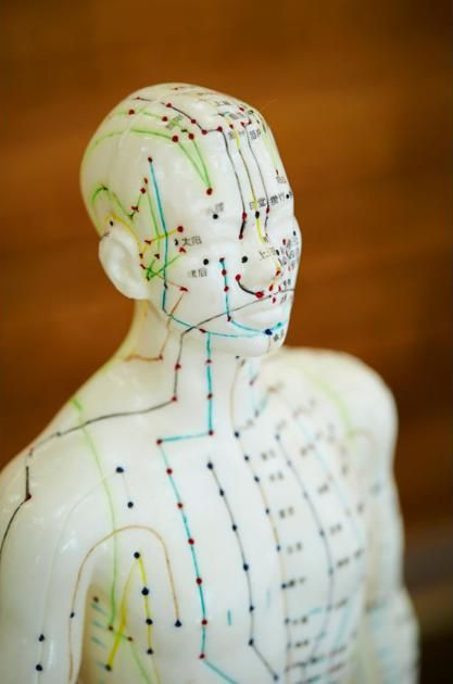 A white acupuncture model showing colored meridian lines and points on the upper torso and head.