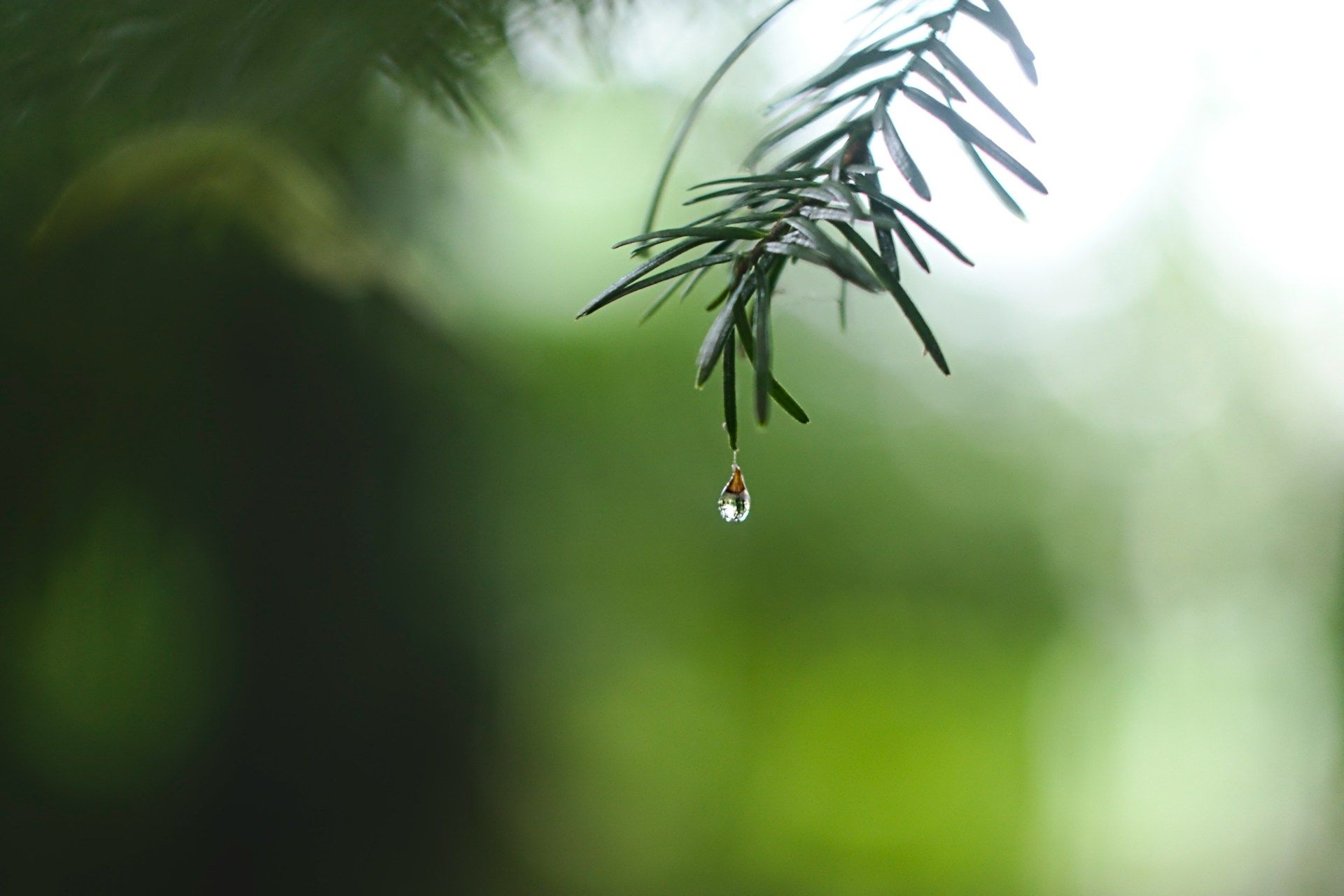 A single drop of water hangs from the tip of a green pine needle against a soft-focus, verdant background.