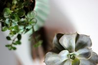 A pale green succulent in focus next to a blurry, dangling houseplant in a ribbed pot against a white background.