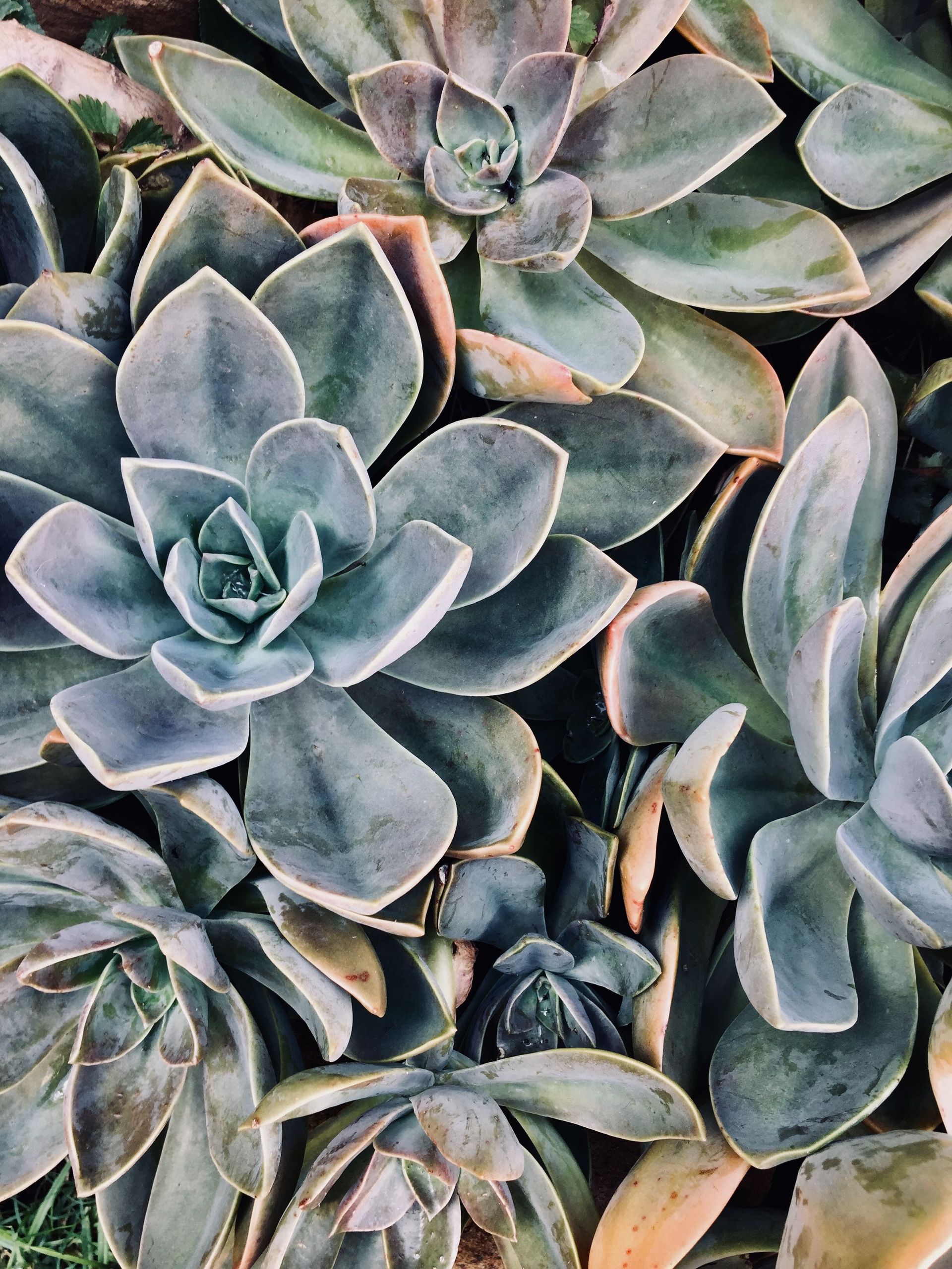 A top-down view of several potted succulents with muted green and blue-grey leaves, arranged on a wooden surface.