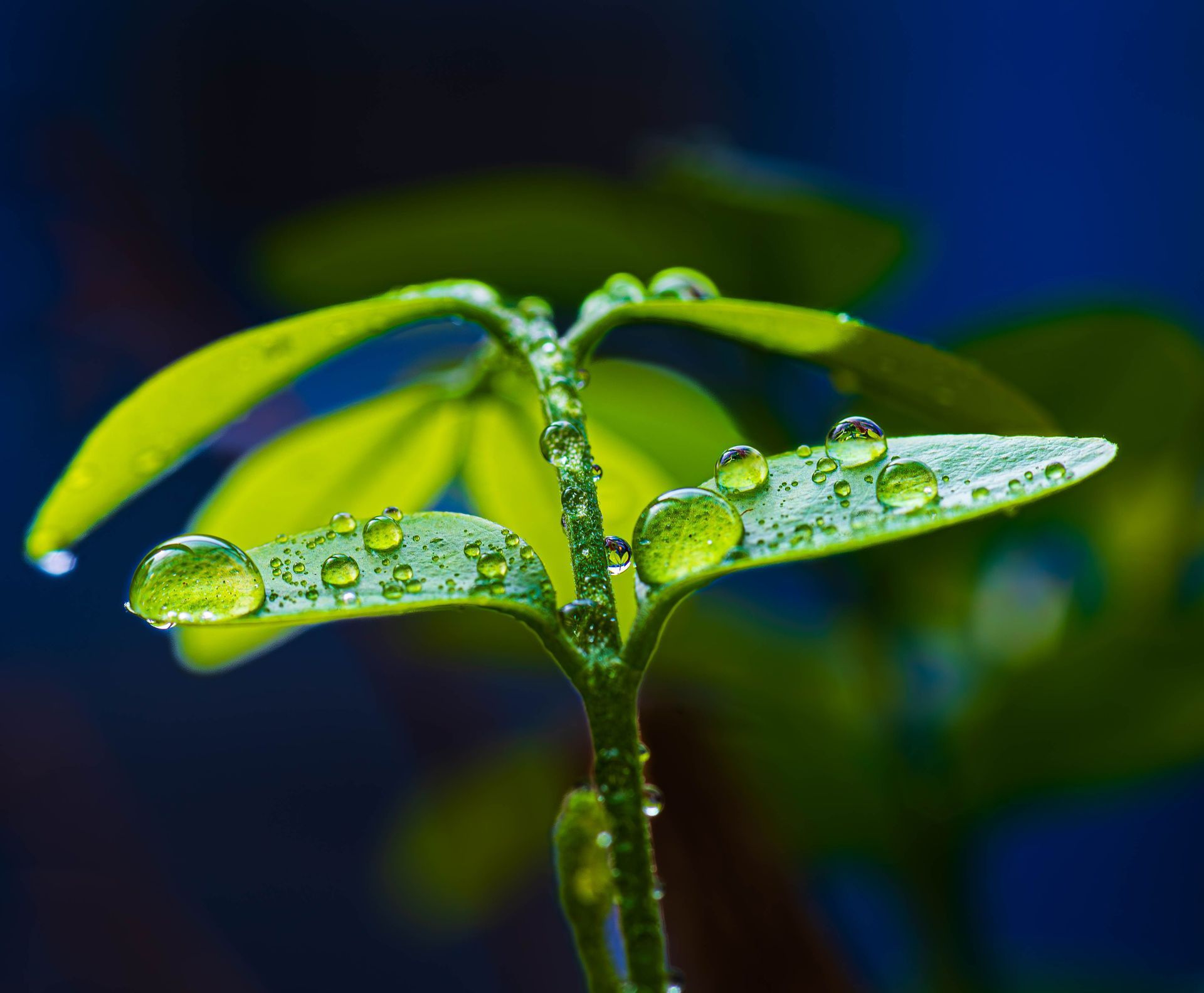 A single water droplet hangs from the tip of a pine needle against a soft, out-of-focus green background.