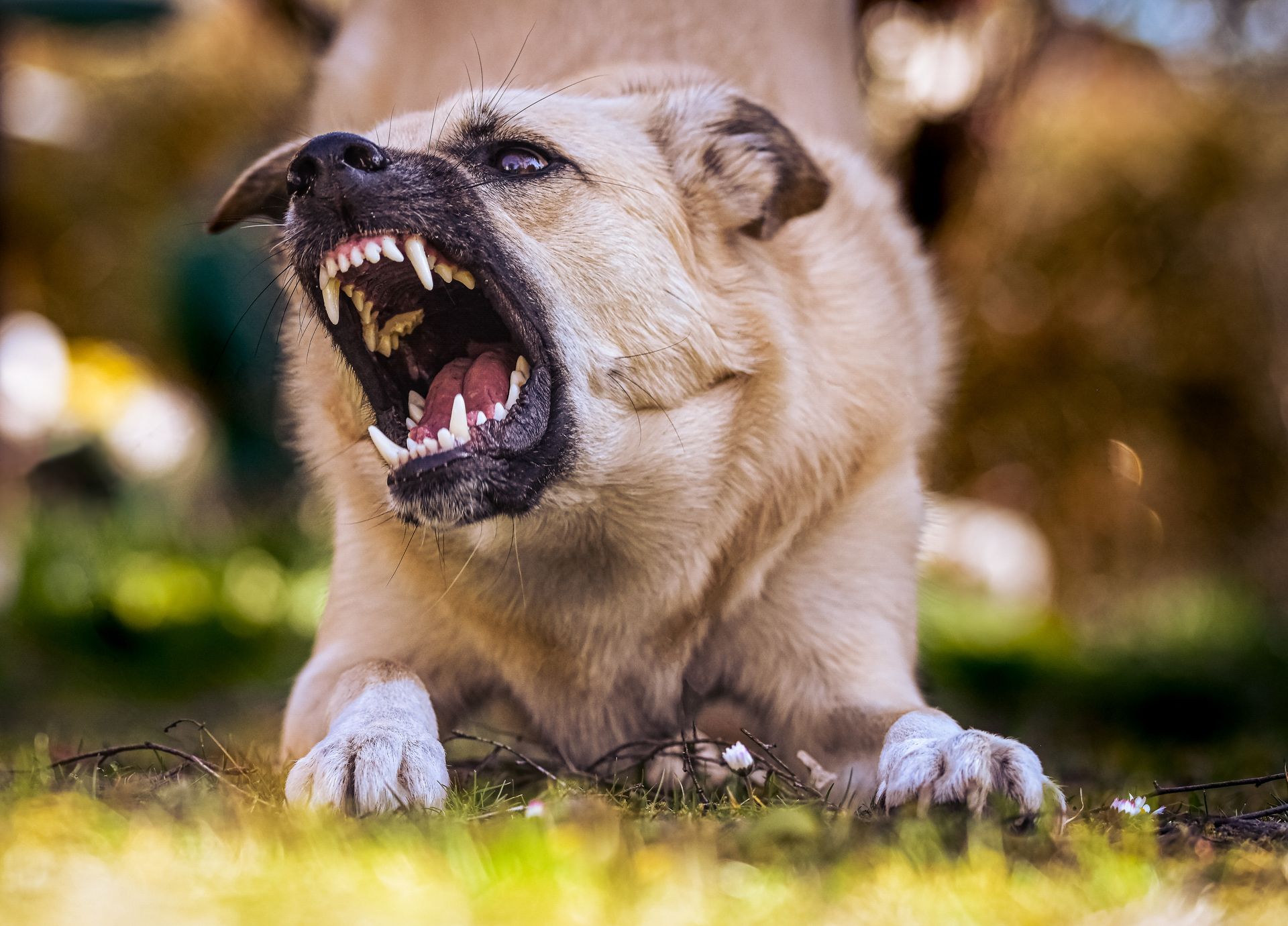 Aggressive tan dog snarling, baring teeth, and lunging forward with open mouth.