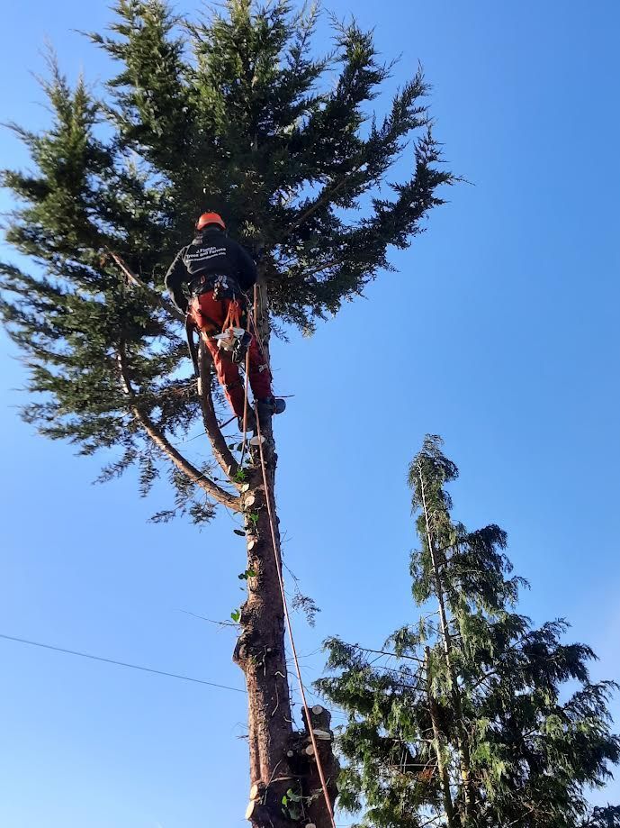 wood cutter