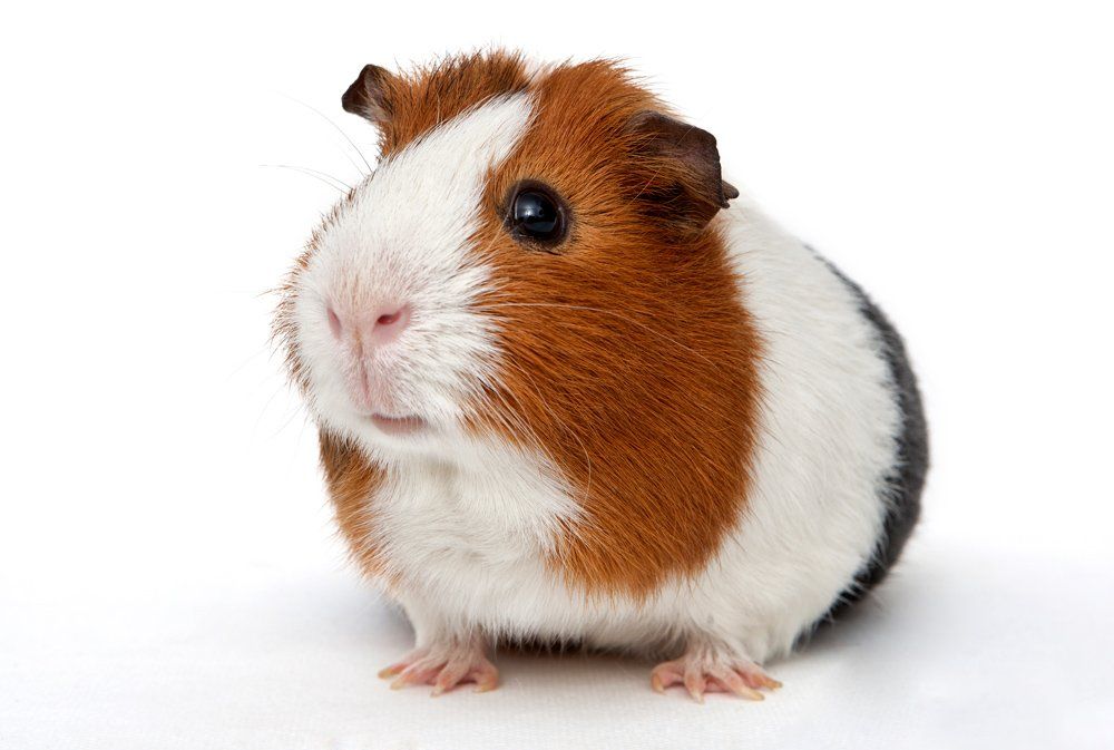 A Brown and White Guinea Pig — Natick, MA — Pet World A Brown and White Guinea Pig — Natick, MA — Pet World