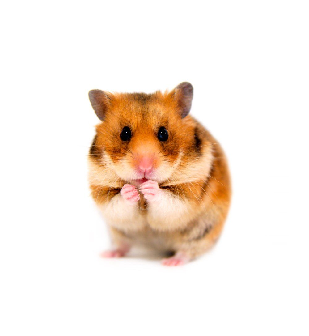 A Brown and White Hamster — Natick, MA — Pet World A Brown and White Hamster — Natick, MA — Pet World