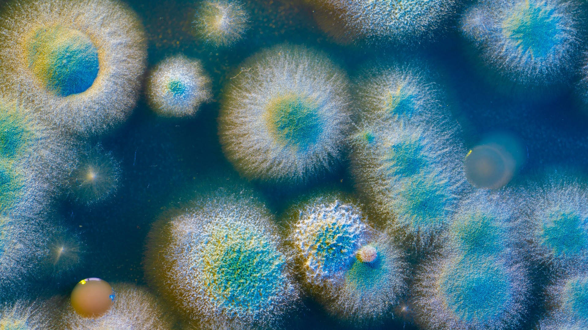 Colonies of mold with white, yellow, and blue hues on a blue surface.
