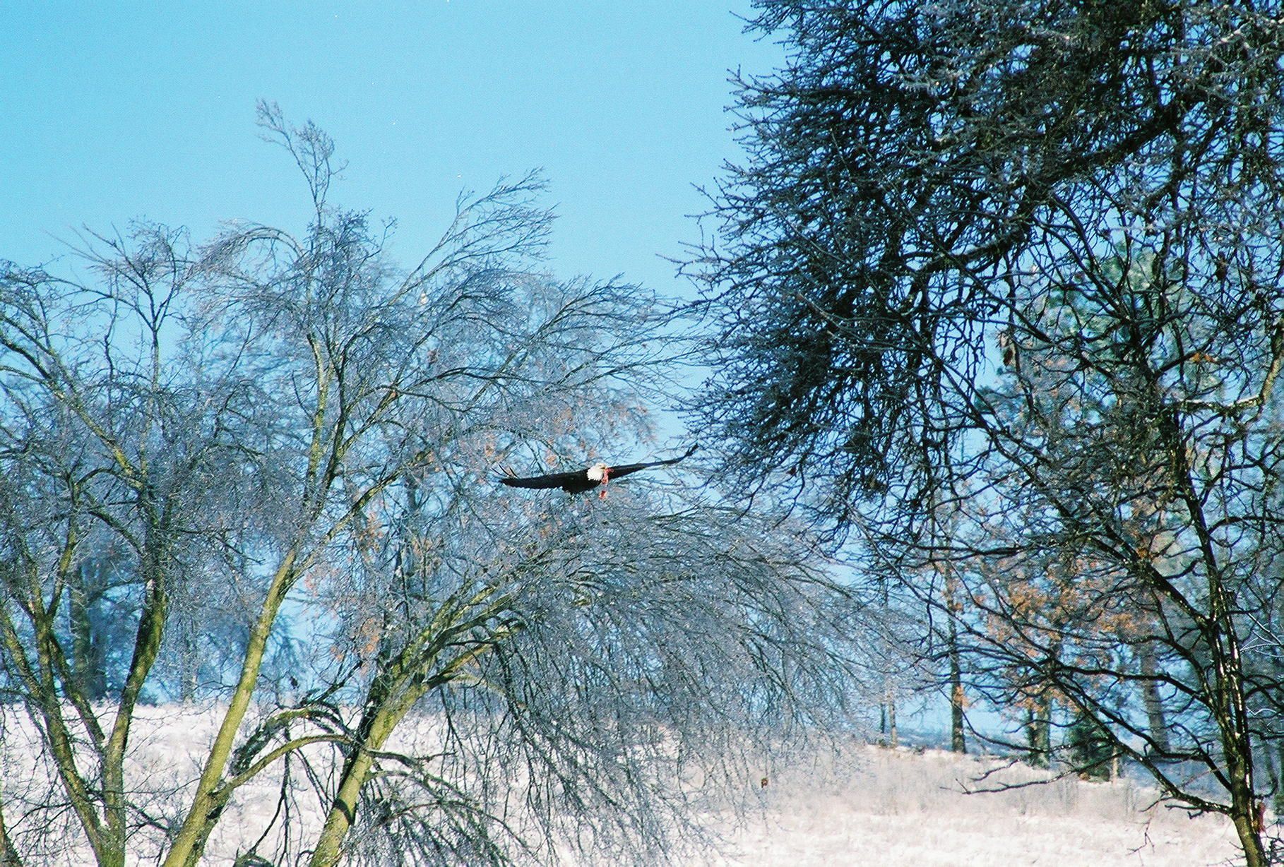 Bird flying over snowy trees in a winter landscape