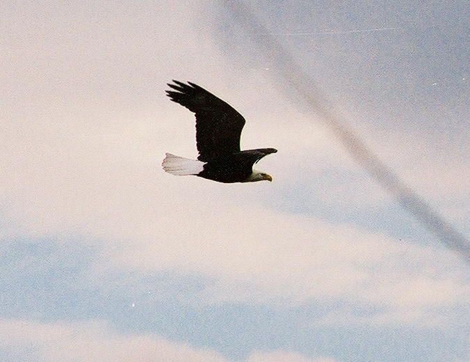 Silhouette of a bird gliding against a cloudy sky