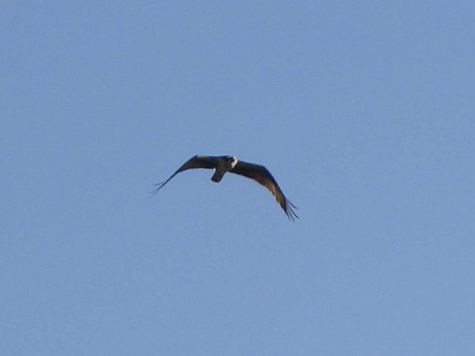 A dark bird gliding against a clear blue sky