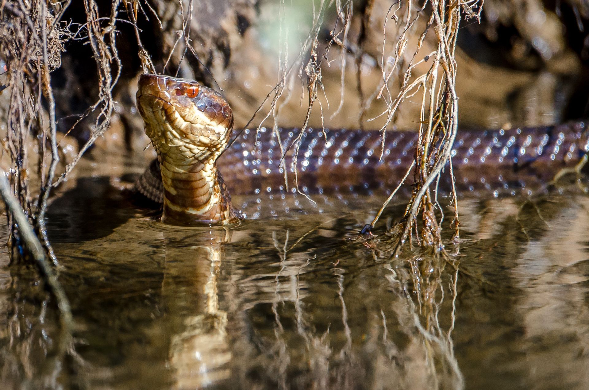 A crocodile’s head peeks above muddy water among hanging roots, with its body stretching behind it.