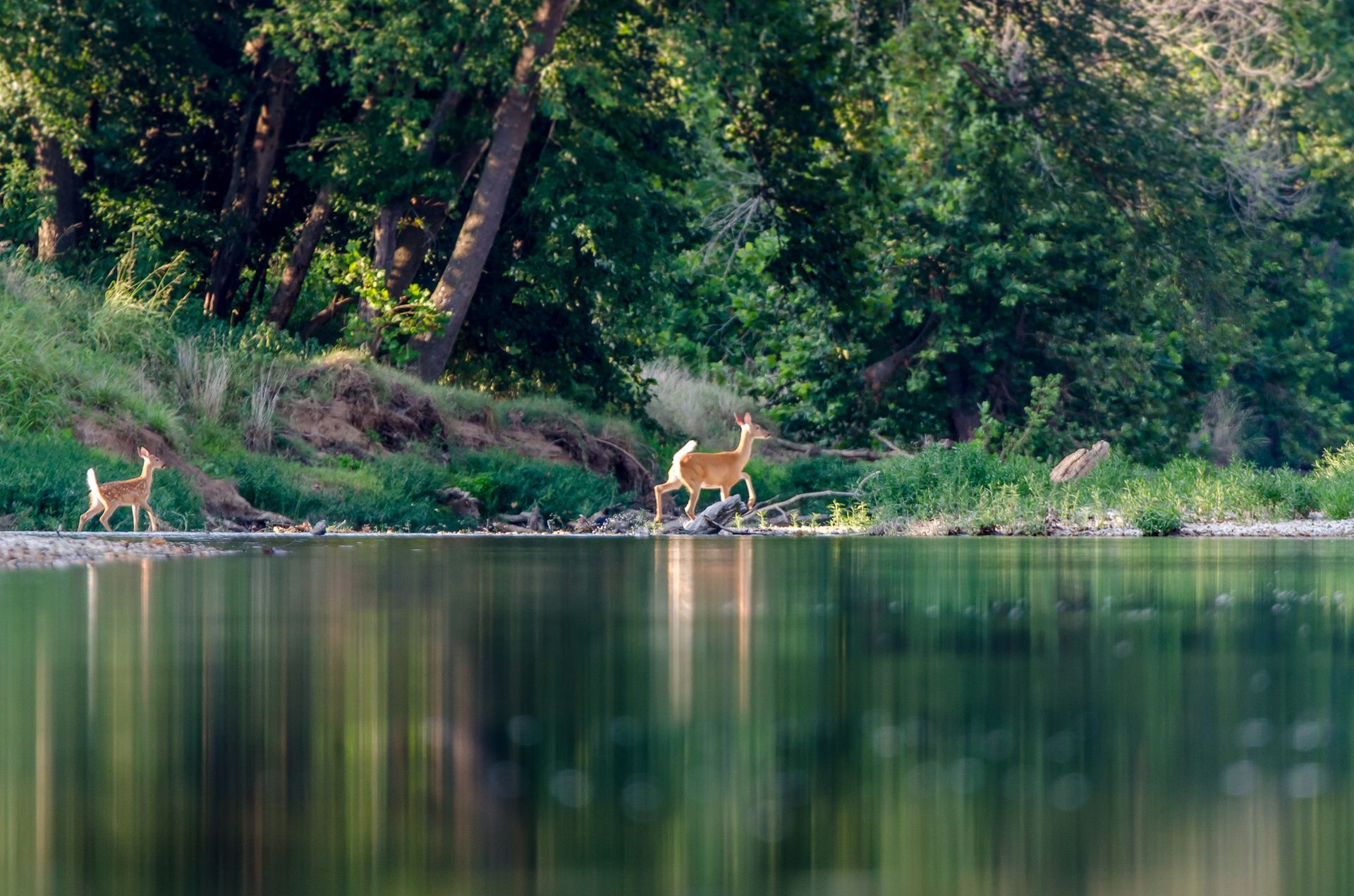 Two deer drinking at a forest pond, with trees reflected in calm water