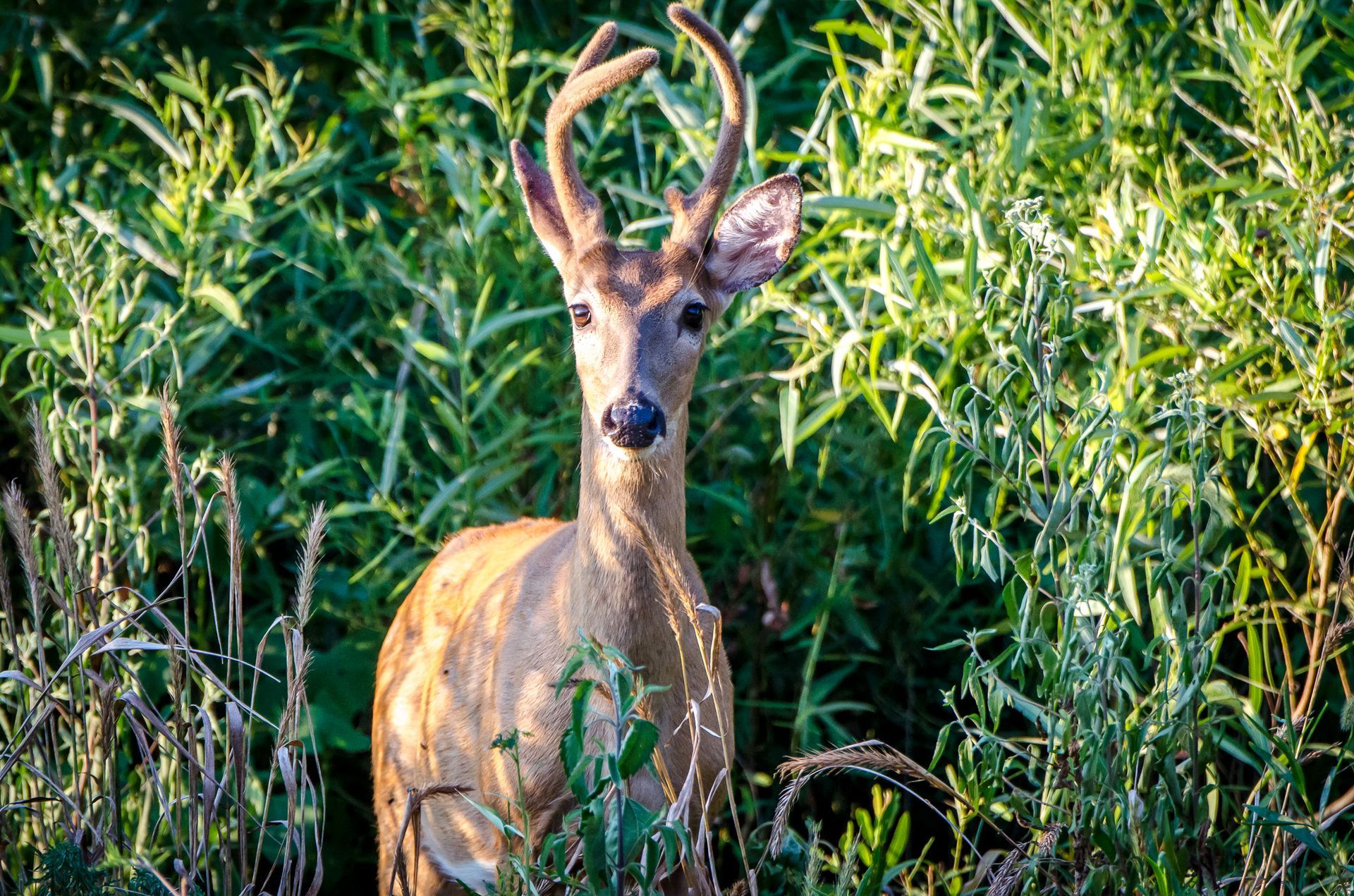 Deer standing in tall green grass, facing the camera with antlers visible.
