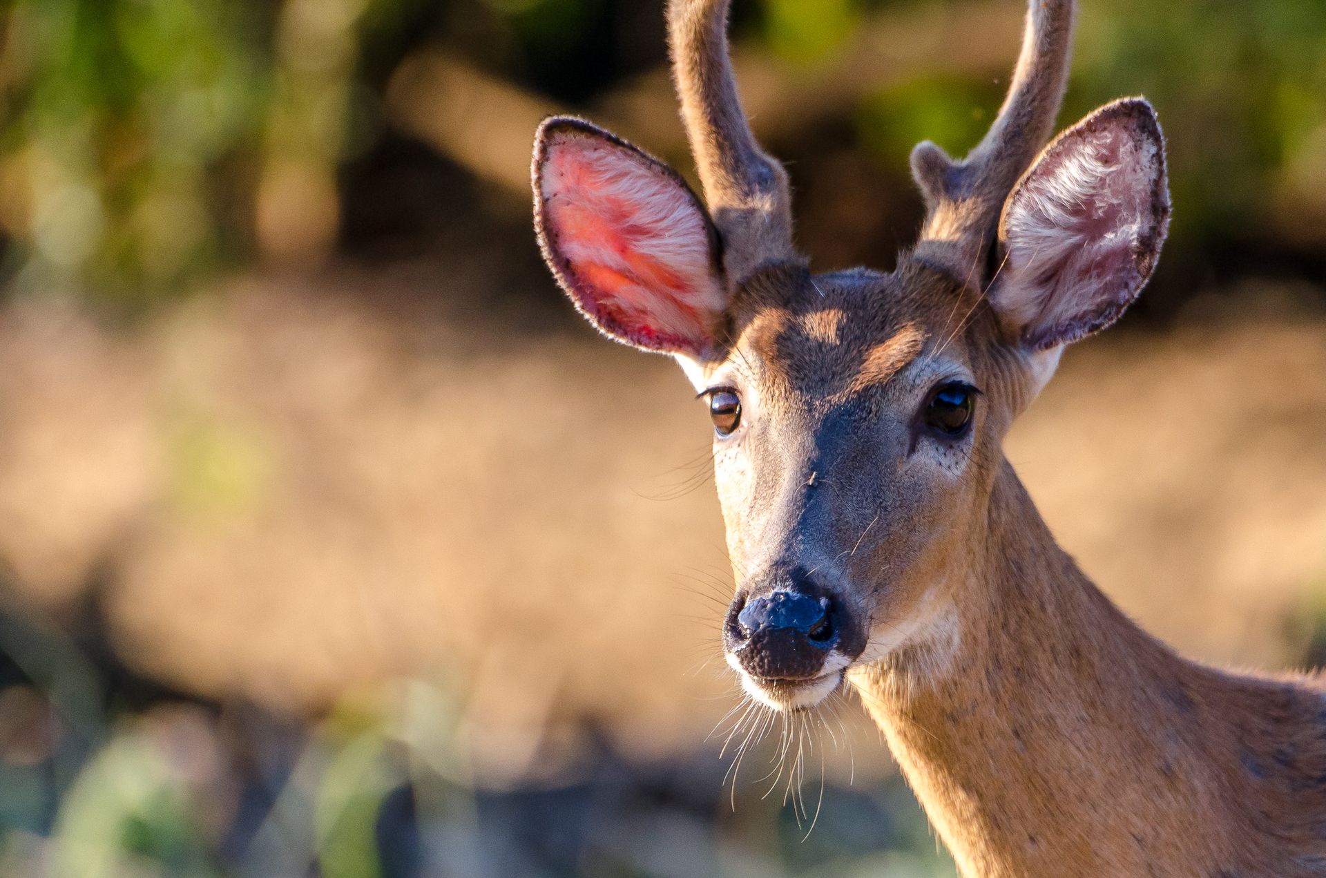 Young deer in sunlight, with alert ears and a blurred forest background