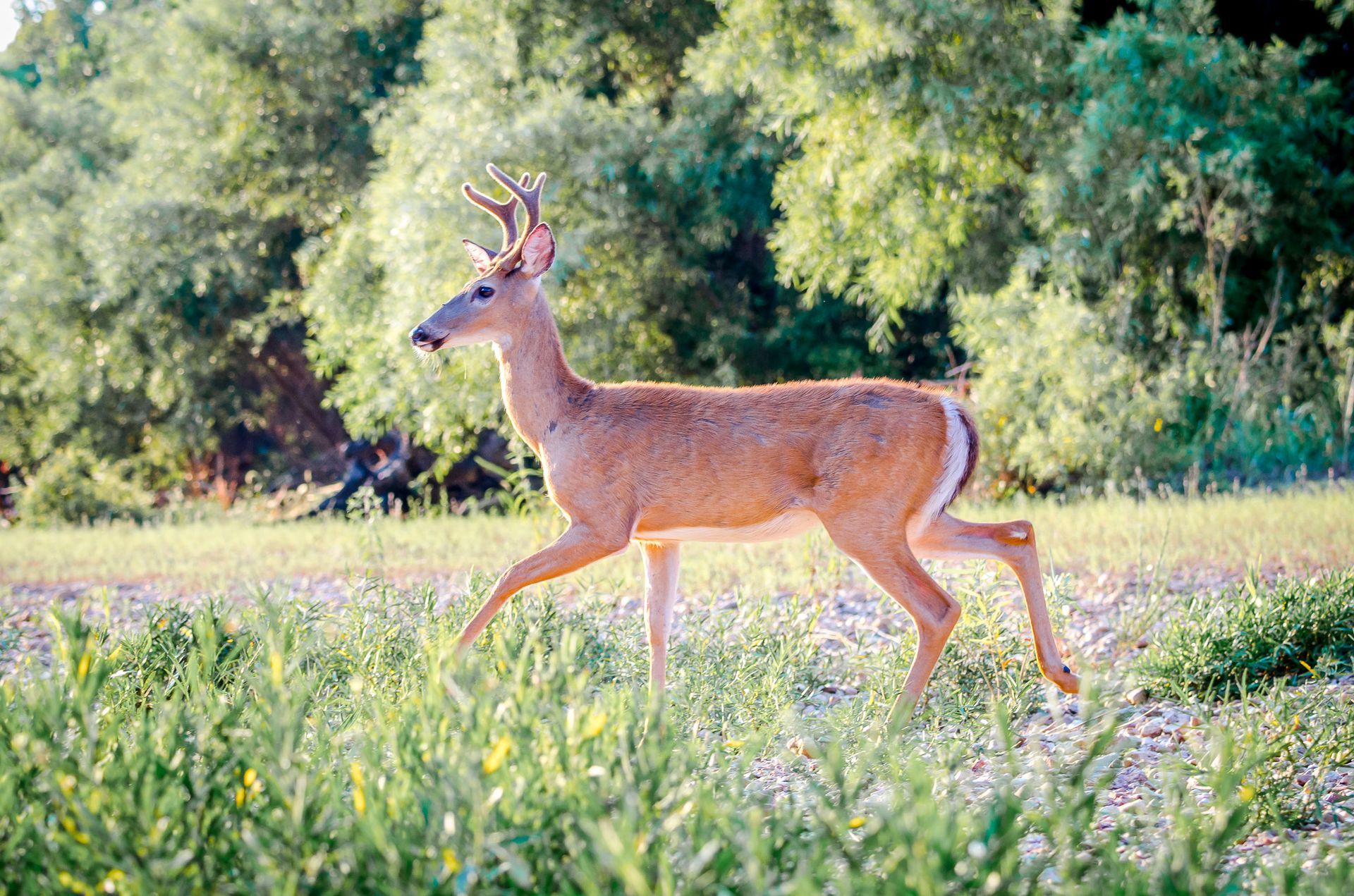 Young deer standing in a sunlit meadow with green trees in the background