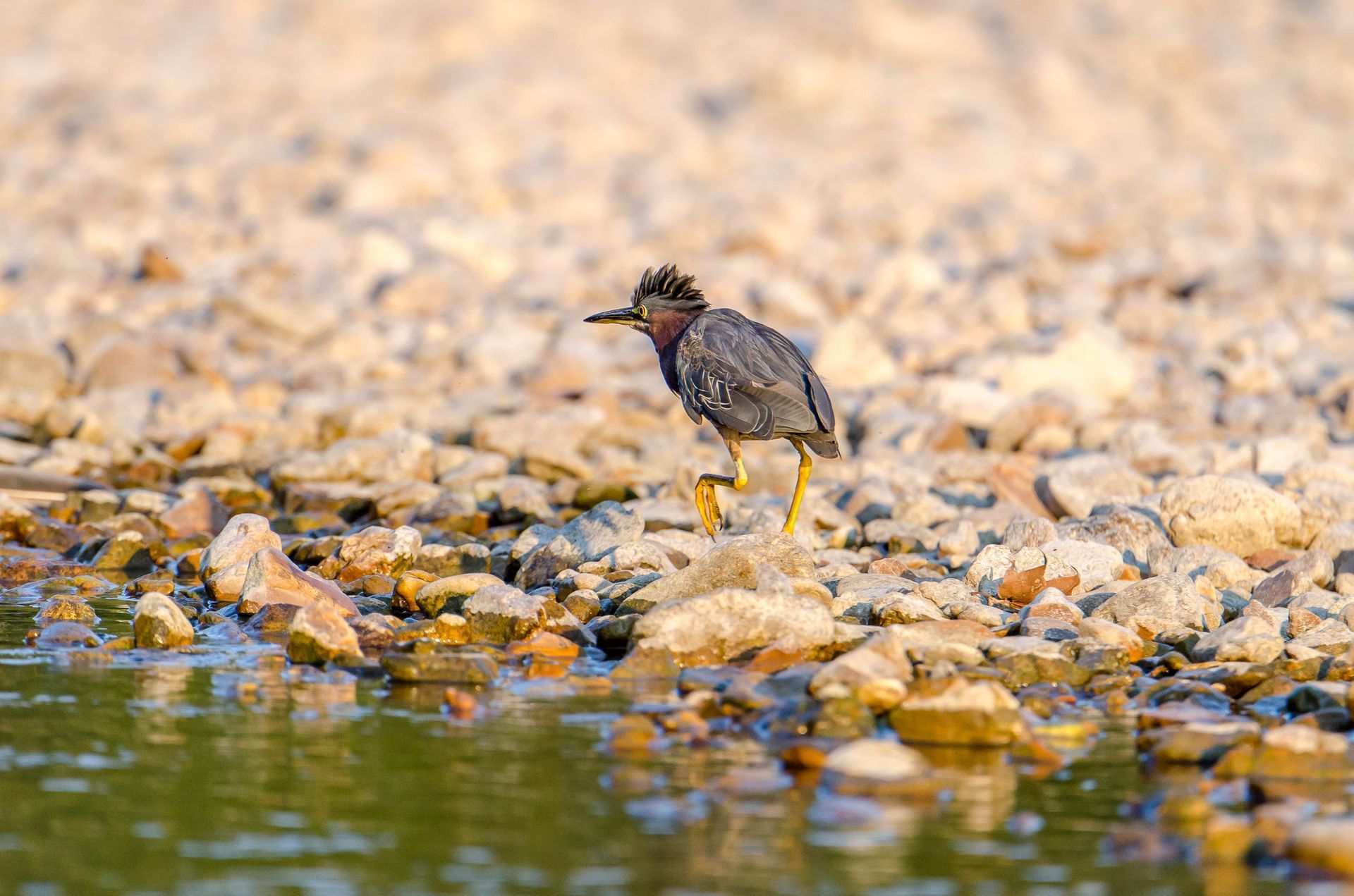 A small bird stands on a rocky shoreline beside calm water.