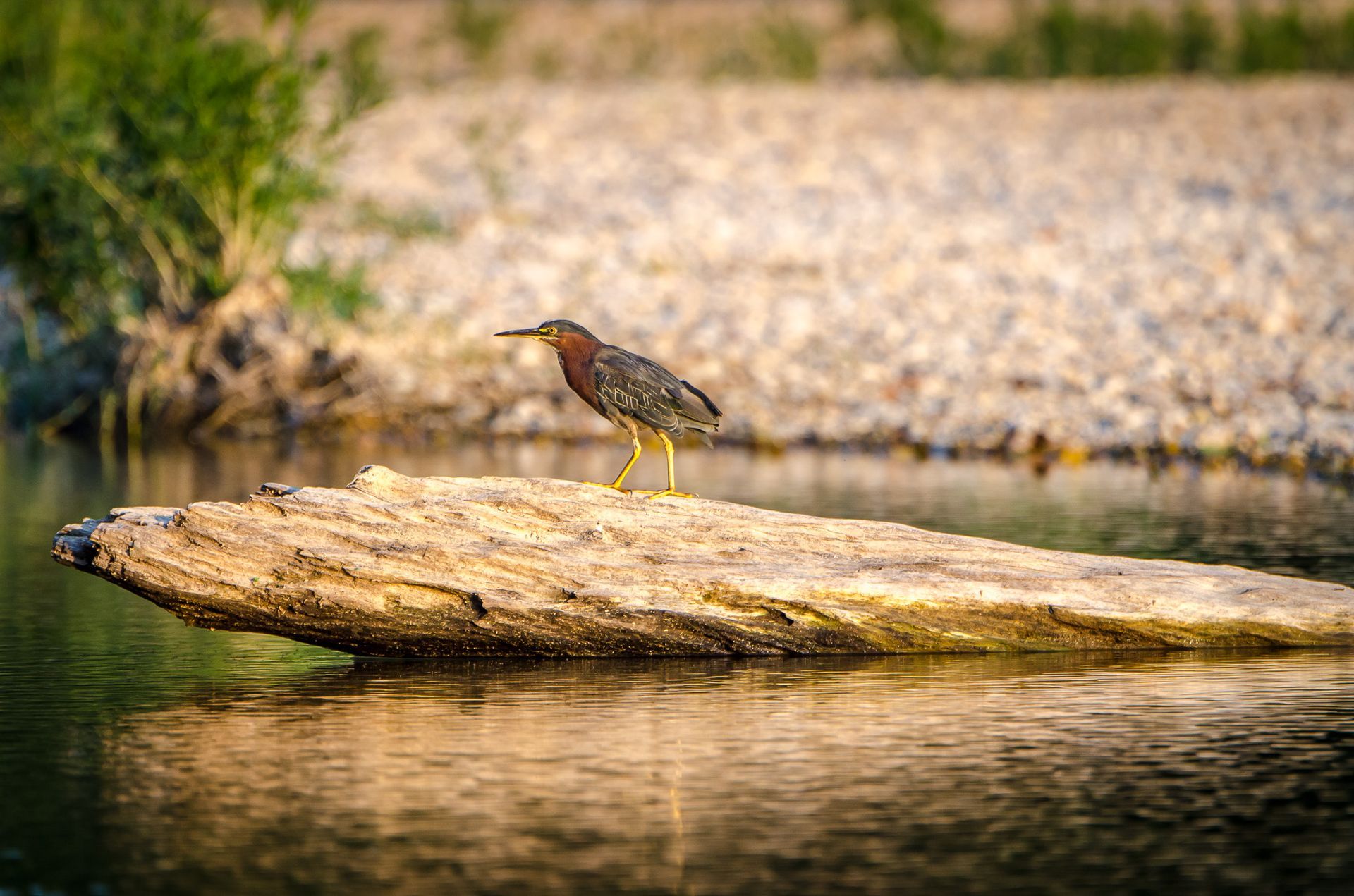 A small bird stands on a sunlit log in calm water, with a blurred rocky shoreline behind.