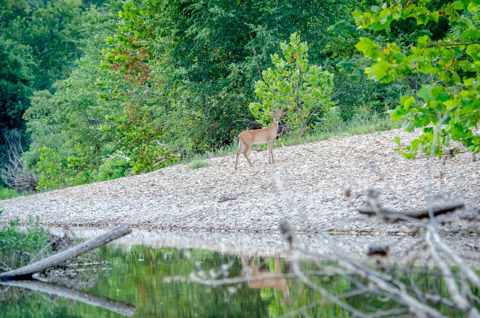 Deer standing on a gravel bank beside a calm river with dense green forest in the background