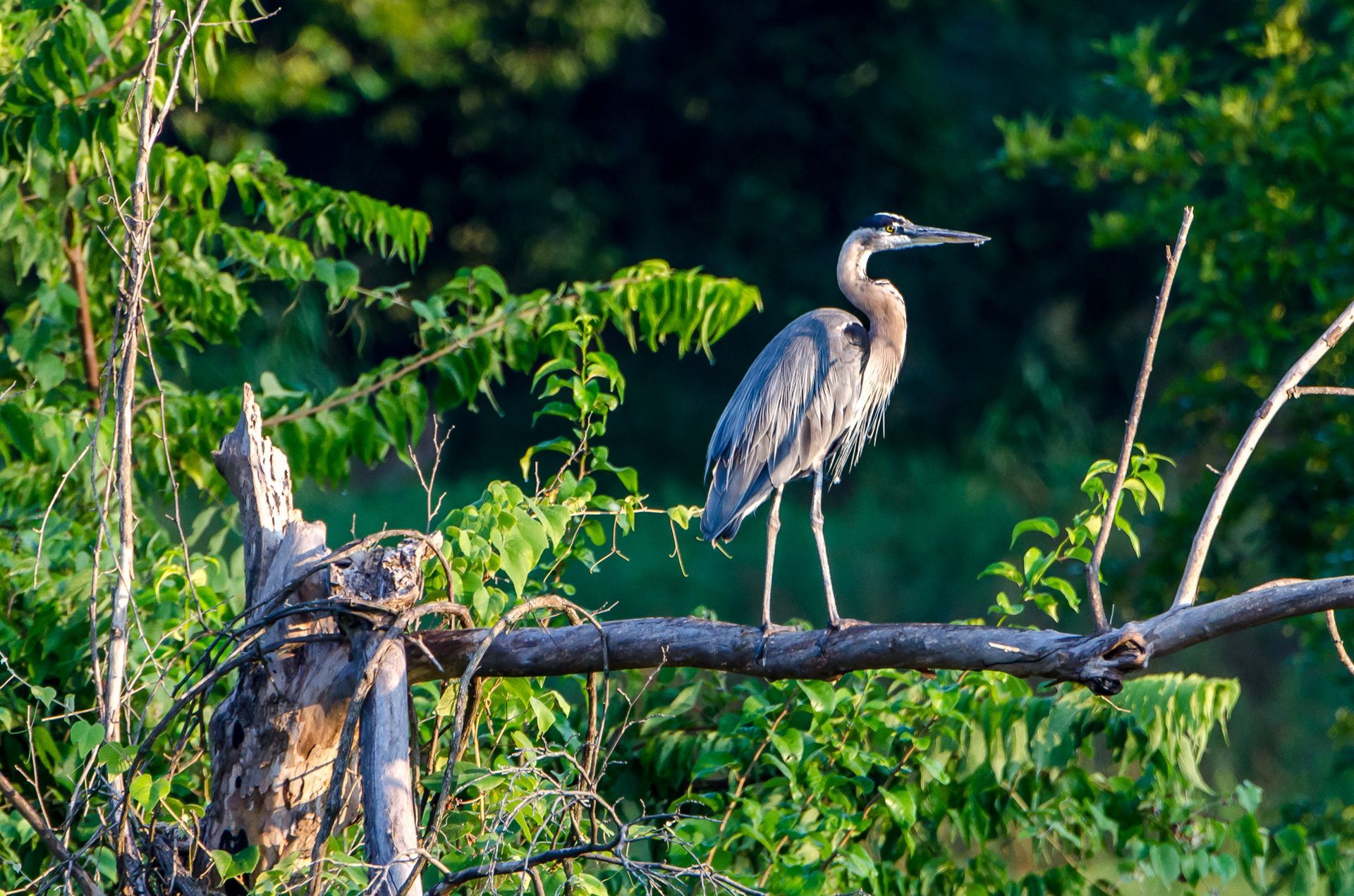 Two herons perched on a branch amid dense green foliage