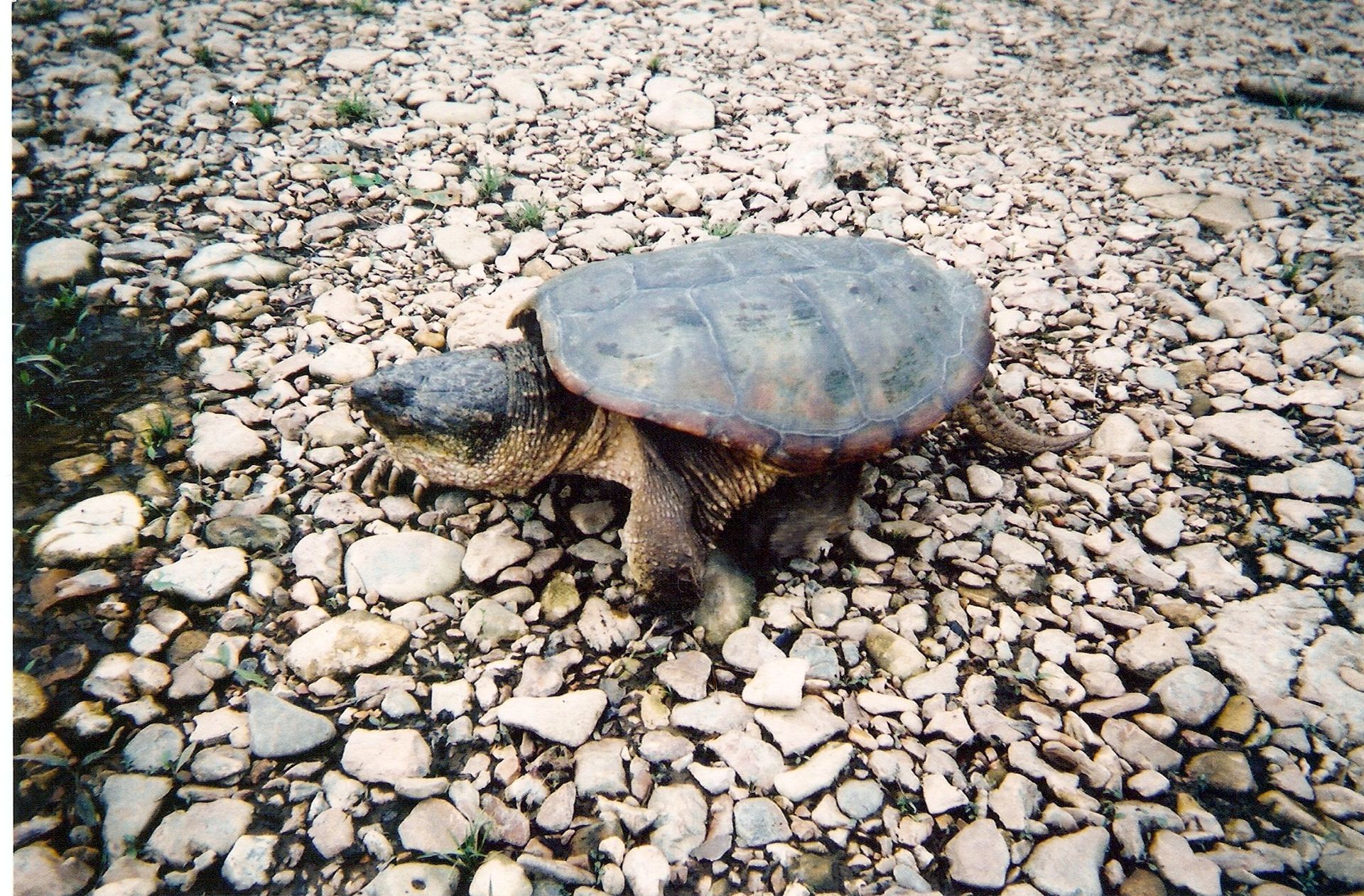 Sea turtle on a rocky beach, crawling toward the water, with pebbles and stones all around.