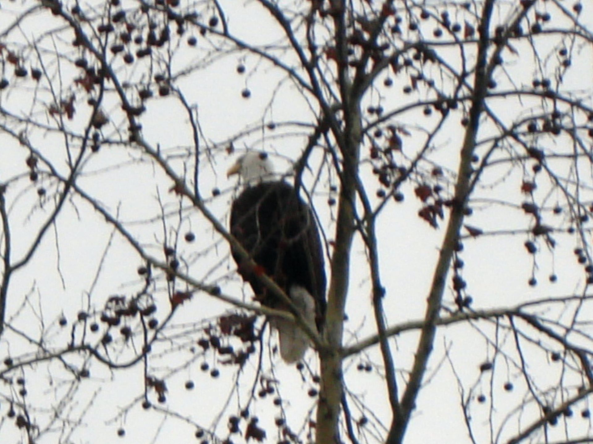 Dark bird perched among bare tree branches against a pale sky