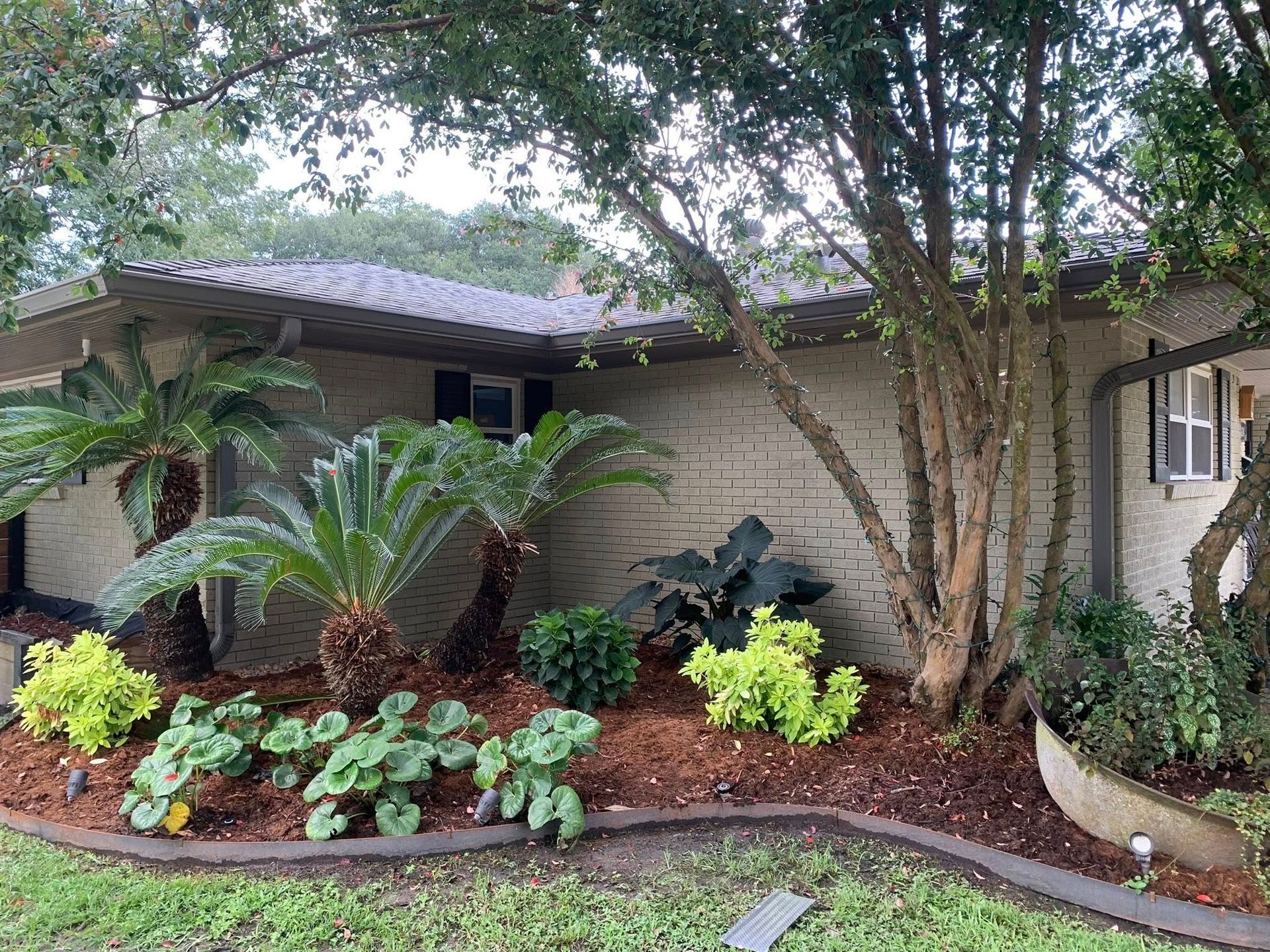 Front yard landscaping with tropical plants, shrubs, and trees beside a single-story house