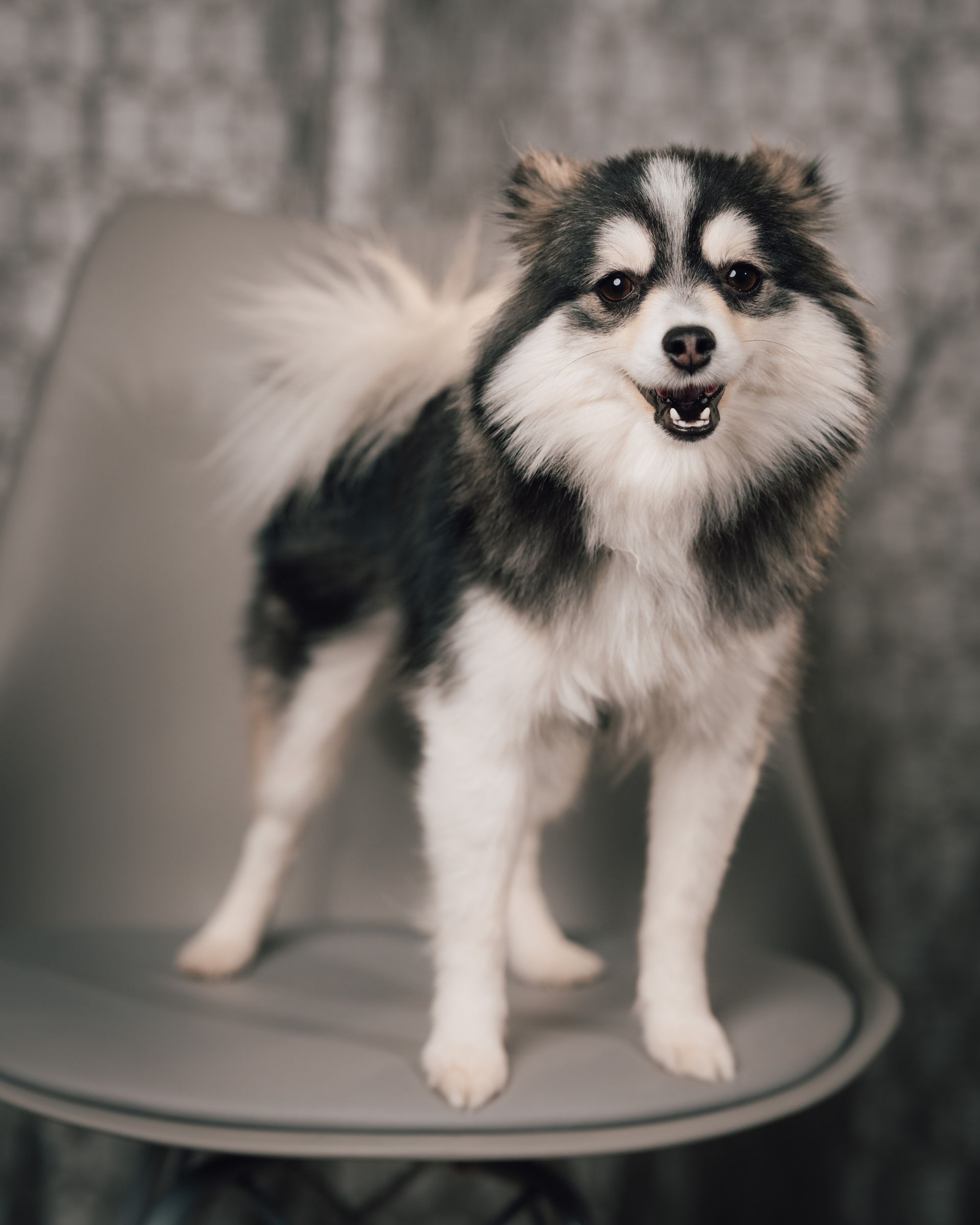 A small black and white dog is standing on a chair.
