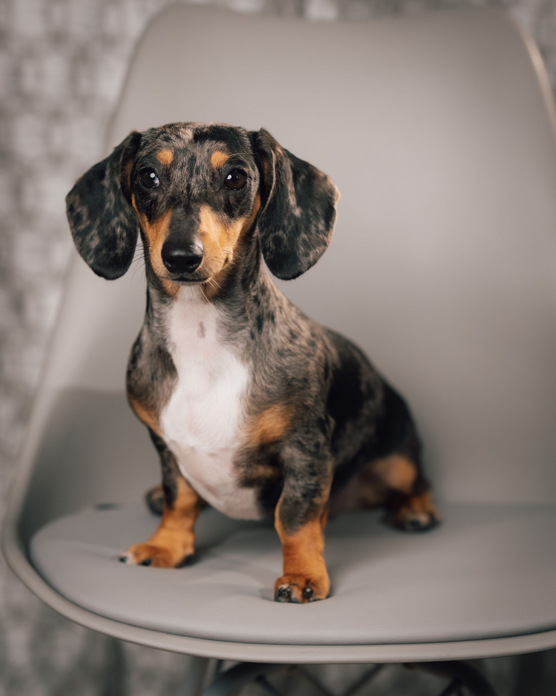 A dachshund is sitting on a chair and looking at the camera.
