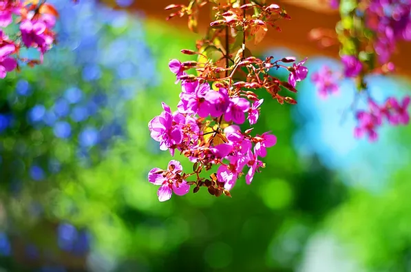 Um ramo de flores roxas penduradas em um galho de árvore.