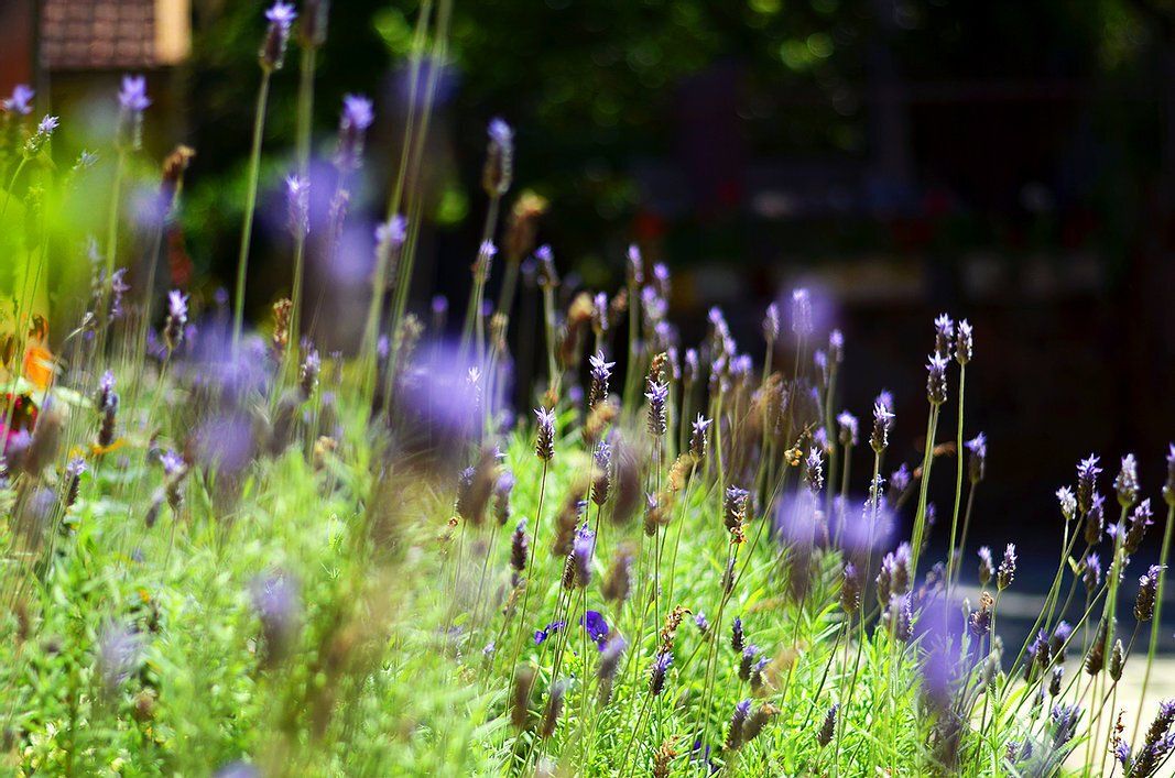 Um ramo de flores roxas está crescendo em um jardim.