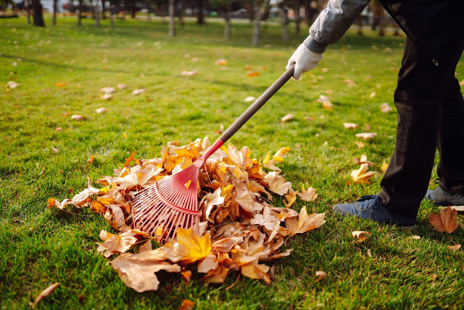 Herbstlaub zusammenrechen