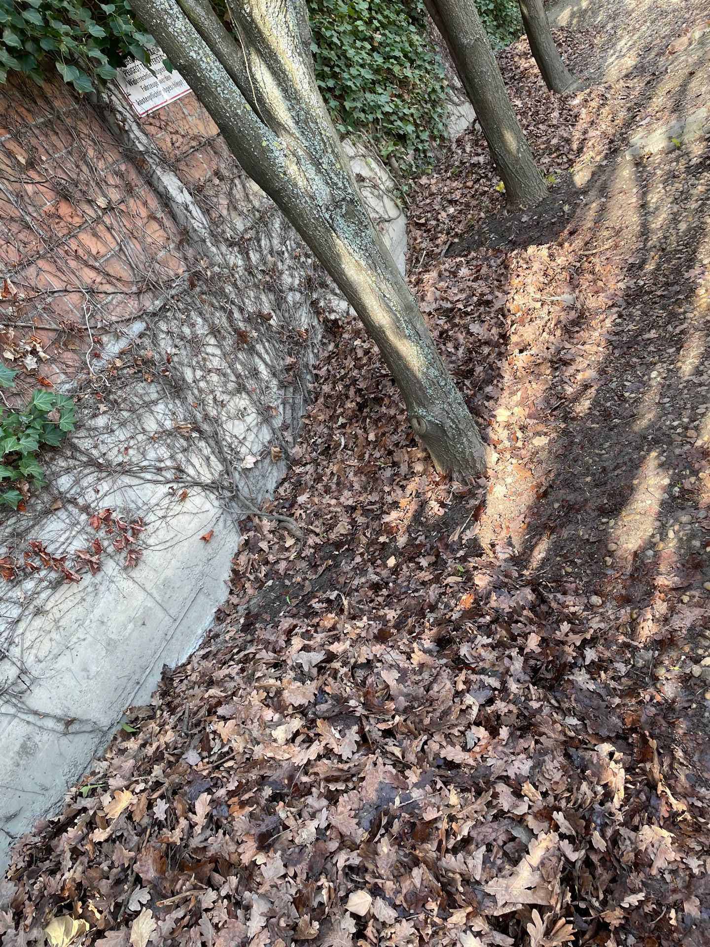 Herbstlaub am Boden