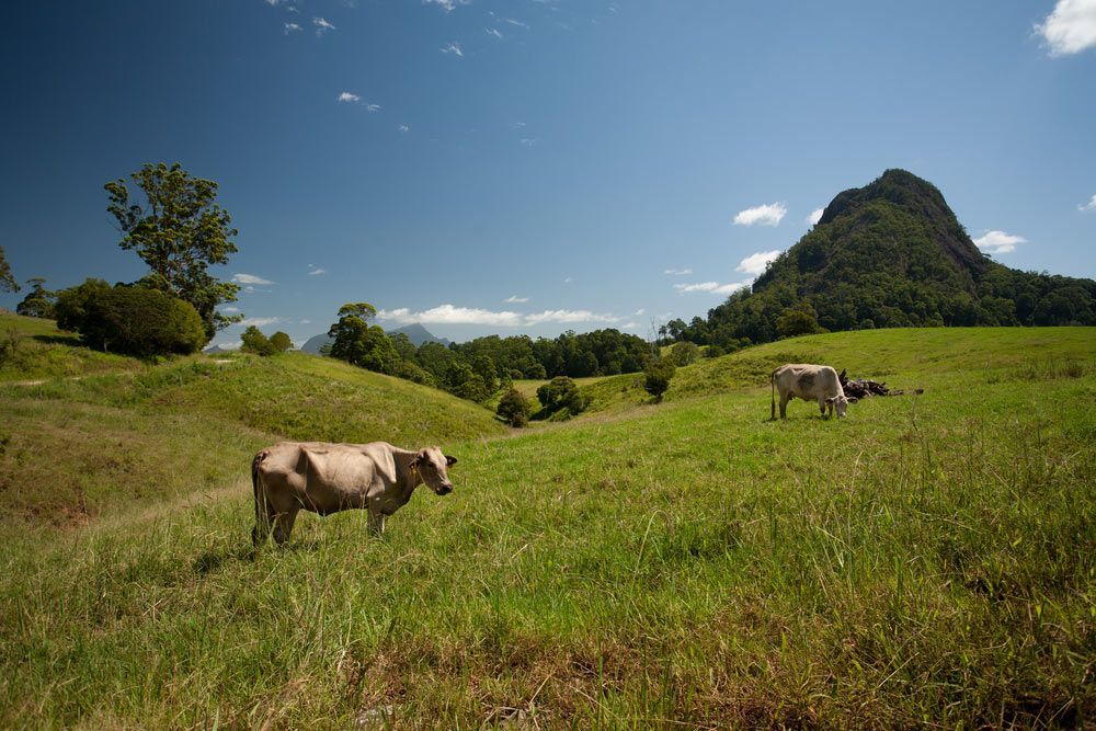 Two Cows Are Grazing in a Grassy Field — RM Scaffolding Solutions in Murwillumbah, NSW