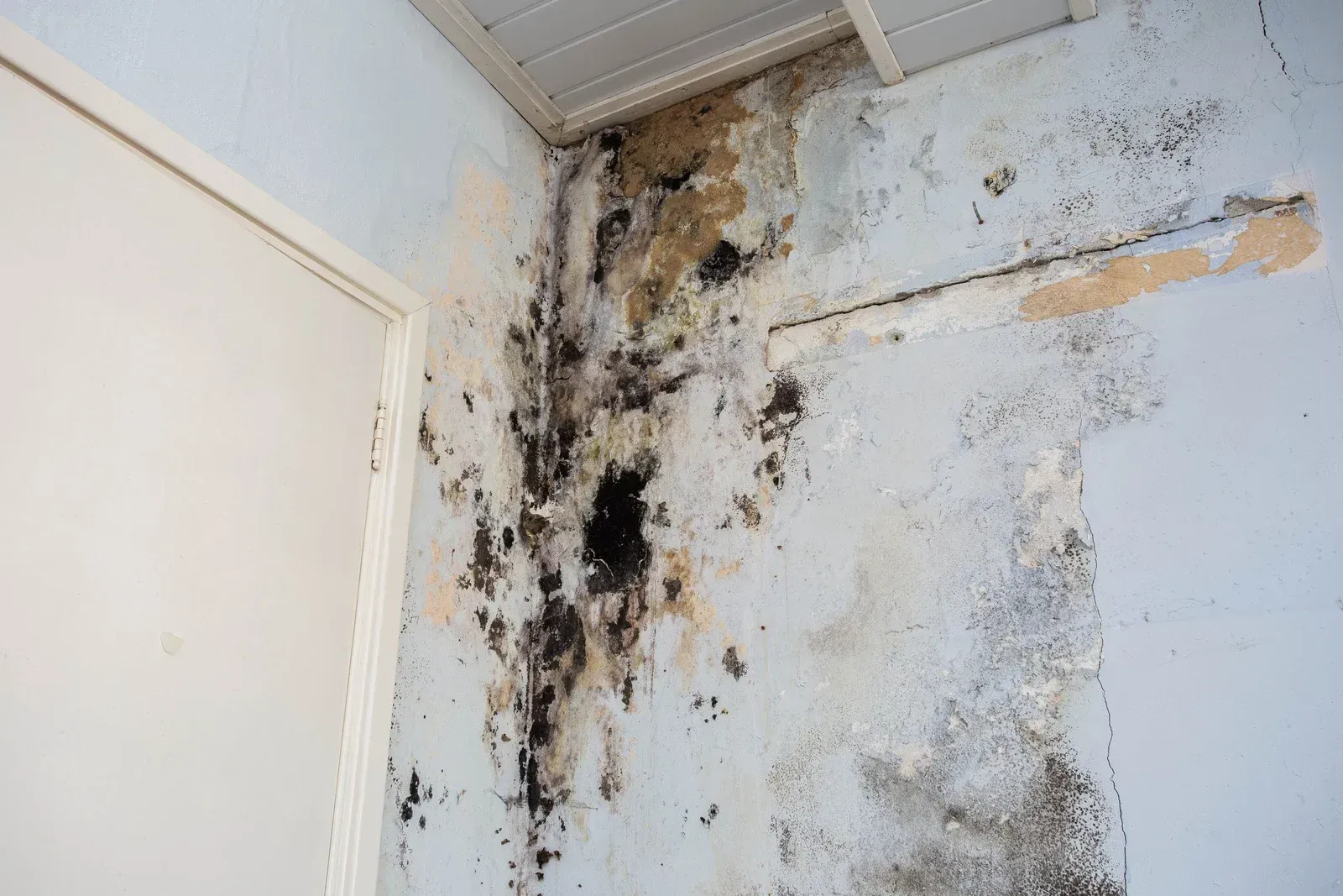 Mold damage on a wall corner; dark patches and peeling paint.