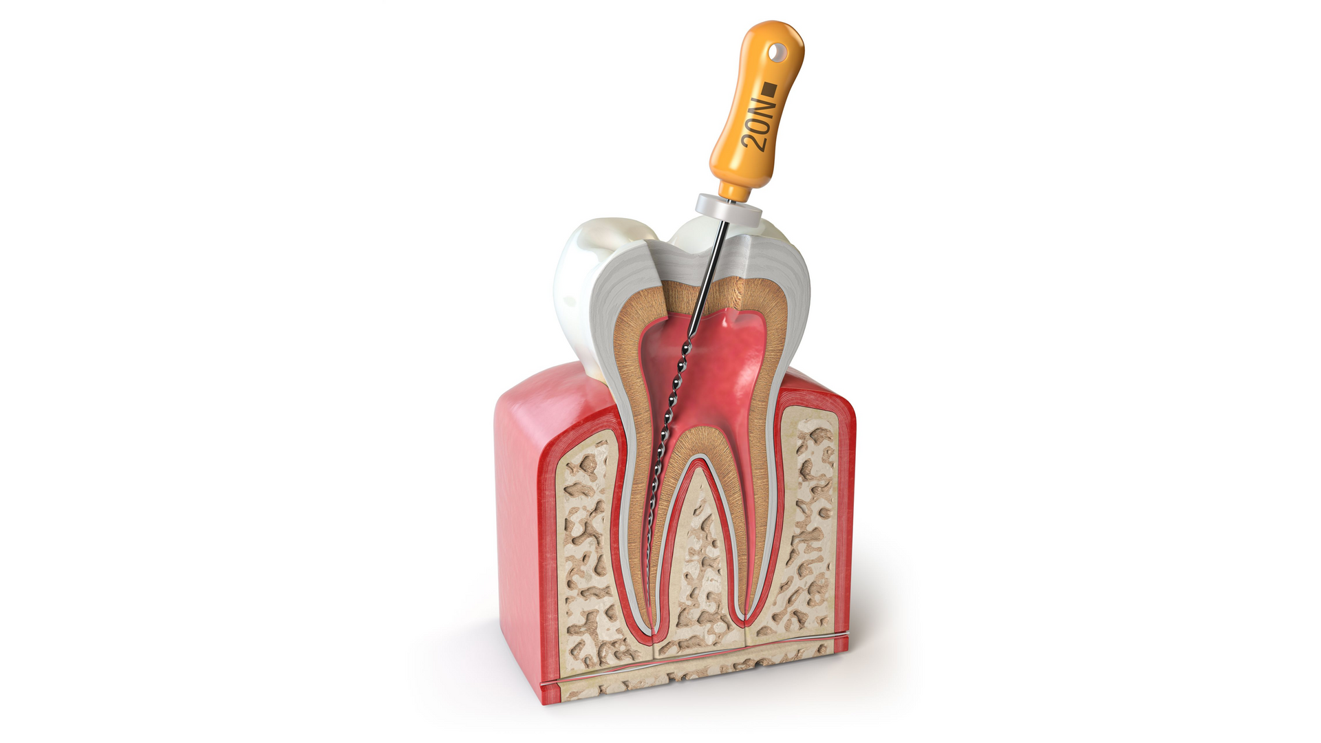 Endodontija